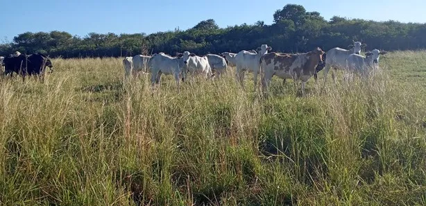 Fazenda / Sítio / Chácara com 3 Quartos à venda, 170000m² no , Vera Cruz