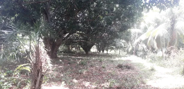 Terreno / Lote / Condomínio à venda, 10000m² no Várzea da Meira (Monte Gordo), Camaçari