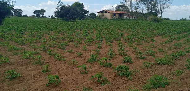 Fazenda / Sítio / Chácara com 3 Quartos à venda, 6000m² no , Vera Cruz