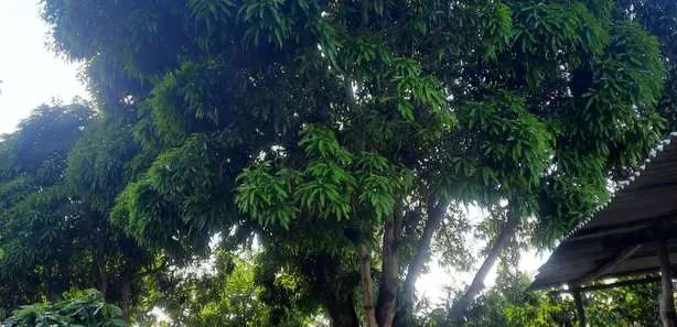 Fazenda / Sítio / Chácara à venda, 9400m² no , Pedras de Fogo