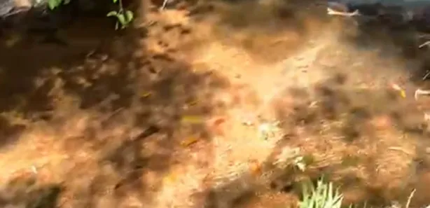 Fazenda / Sítio / Chácara à venda, 50000m² no Jardim Roriz, Brasília