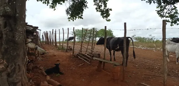 Fazenda / Sítio / Chácara com 5 Quartos à venda, 360000m² no , Passira