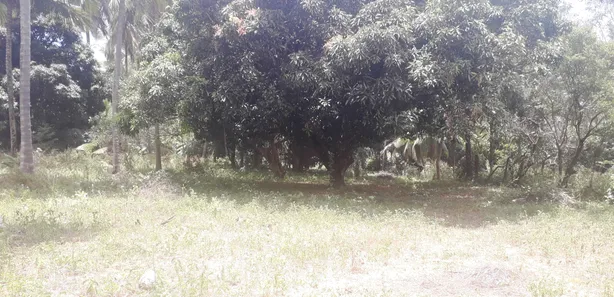 Terreno / Lote / Condomínio à venda, 10000m² no Várzea da Meira (Monte Gordo), Camaçari