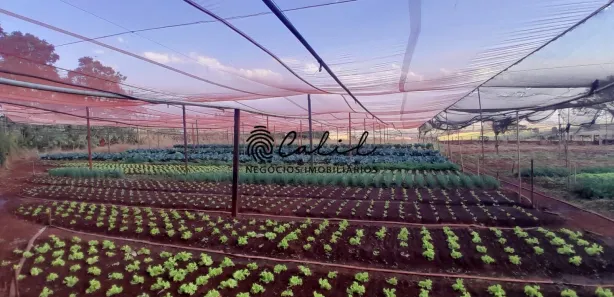 Fazenda / Sítio / Chácara com 3 Quartos à venda, 24200m² no , Cravinhos