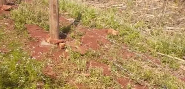 Fazenda / Sítio / Chácara com 3 Quartos à venda, 100m² no , Assaí