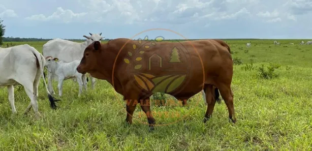 Fazenda / Sítio / Chácara com 3 Quartos à venda, 800m² no Bela Vista, Paraíso do Tocantins