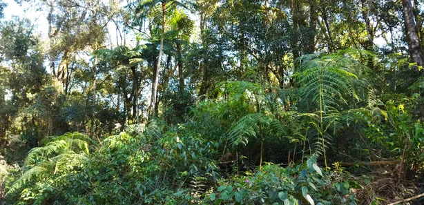 Fazenda / Sítio / Chácara com 1 Quarto à venda, 20000m² no , Campo Largo
