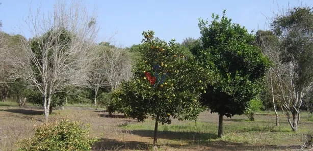 Galpão / Depósito / Armazém à venda, 84000m² no São Silvestre (Campo Largo), Campo Largo