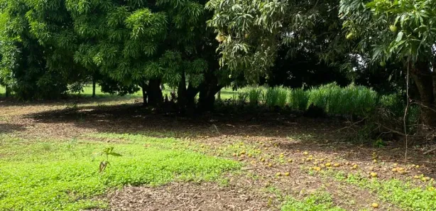 Fazenda / Sítio / Chácara com 3 Quartos à venda, 500000m² no Setor Nordeste, Formosa