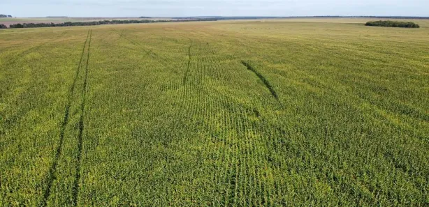 Fazenda / Sítio / Chácara à venda, 2900m² no , Pedro Afonso