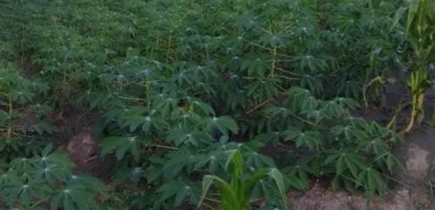Fazenda / Sítio / Chácara com 5 Quartos à venda, 16000m² no , Conde