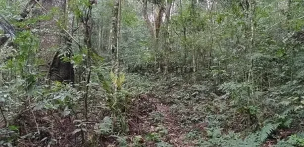 Fazenda / Sítio / Chácara com 2 Quartos à venda, 100m² no Centro, Rio Branco do Sul