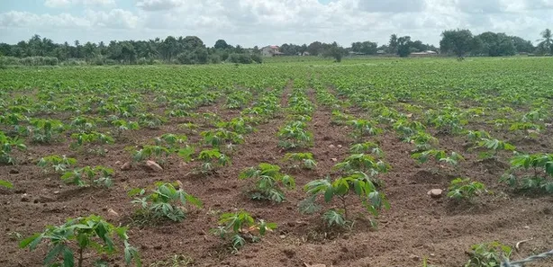 Fazenda / Sítio / Chácara com 3 Quartos à venda, 6000m² no , Vera Cruz