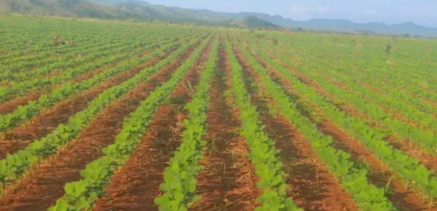 Fazenda / Sítio / Chácara à venda, 7986000m² no , Silvanópolis