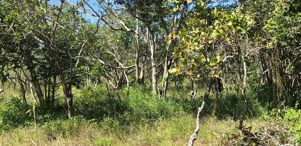 Terreno / Lote / Condomínio à venda, 1184m² no Busca Vida (Abrantes), Camaçari
