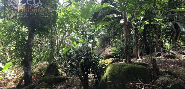 Fazenda / Sítio / Chácara com 3 Quartos à venda, 7270m² no Área Rural de Macaé, Macaé