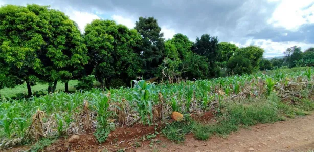 Fazenda / Sítio / Chácara à venda, 96800m² no , Guaraniaçu