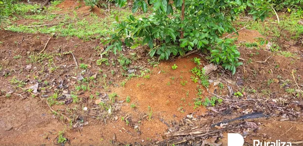 Fazenda / Sítio / Chácara à venda, 1243m² no , Divinópolis do Tocantins