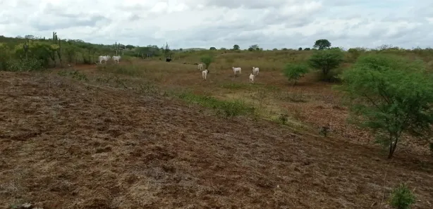 Fazenda / Sítio / Chácara com 5 Quartos à venda, 360000m² no , Passira