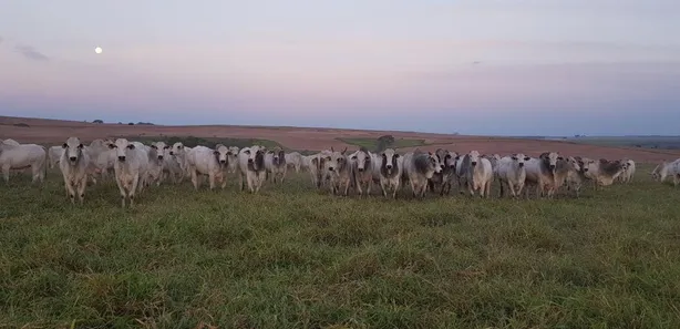 Fazenda / Sítio / Chácara à venda, 28320000m² no , Pompéia