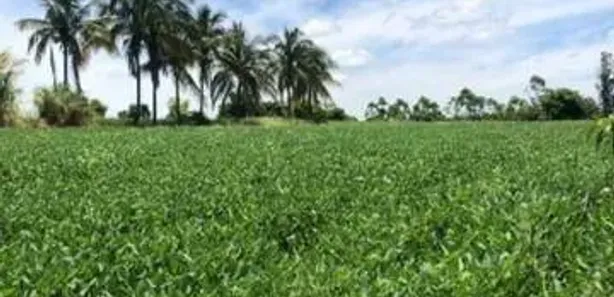 Fazenda / Sítio / Chácara com 2 Quartos à venda, 151m² no Rural, Alvorada do Sul