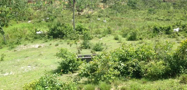 Fazenda / Sítio / Chácara com 3 Quartos à venda, 660000m² no , Pombos