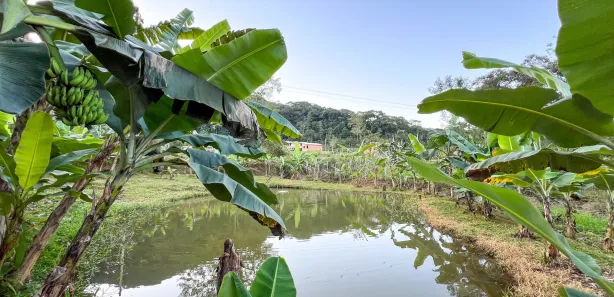 Fazenda / Sítio / Chácara com 3 Quartos à venda, 3000m² no , Antonina