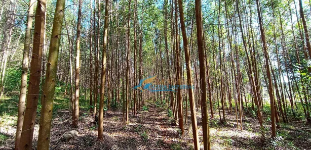 Fazenda / Sítio / Chácara à venda, 1365m² no São Salvador, Cascavel