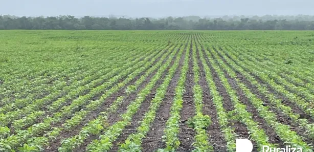 Fazenda / Sítio / Chácara à venda, 484m² no , Lagoa da Confusão