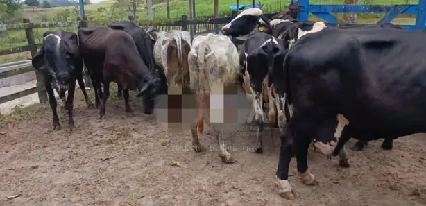 Fazenda / Sítio / Chácara com 5 Quartos à venda, 650000m² no Pau Ferro, Quipapá