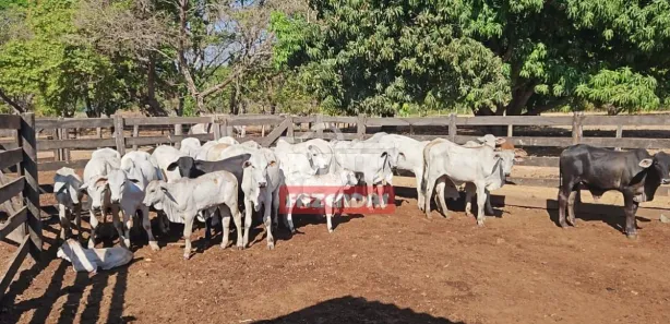 Fazenda / Sítio / Chácara à venda, 500m² no , Rio Sono