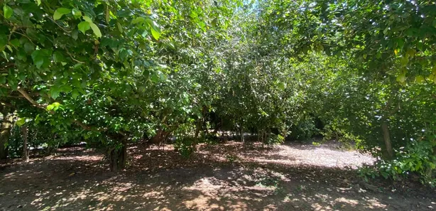 Terreno / Lote / Condomínio à venda, 1000m² no Busca Vida (Abrantes), Camaçari