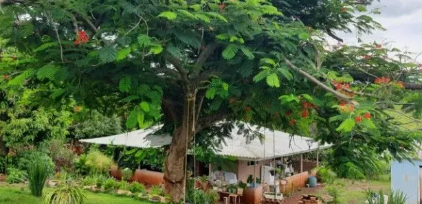 Fazenda / Sítio / Chácara com 3 Quartos à venda, 30000m² no Rural, Assaí