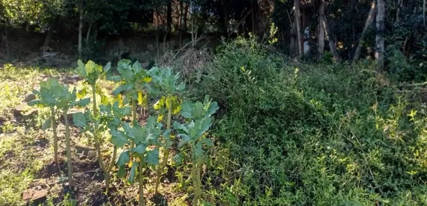 Fazenda / Sítio / Chácara à venda, 1922m² no Jardim Amélia, Pinhais