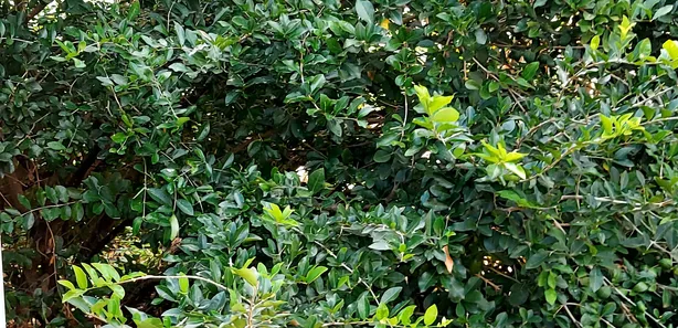 Fazenda / Sítio / Chácara à venda, 3472m² no Arapoanga, Brasília