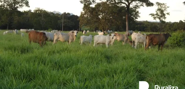 Fazenda / Sítio / Chácara à venda, 150m² no , Paraíso do Tocantins