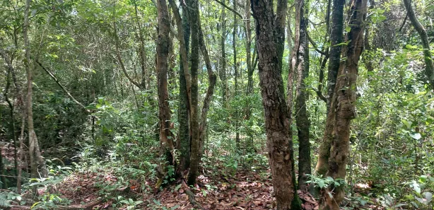 Fazenda / Sítio / Chácara com 2 Quartos à venda, 190000m² no Brazlândia, Brasília