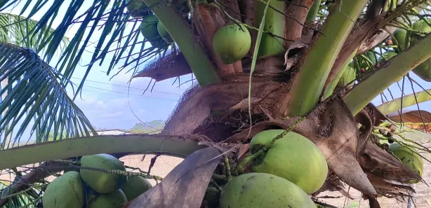 Fazenda / Sítio / Chácara com 3 Quartos à venda, 6100m² no , Vera Cruz