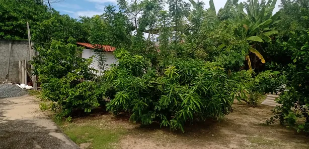 Casa com 4 Quartos para venda ou aluguel, 250m² no Barra de Jangada, Jaboatão dos Guararapes