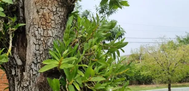 Fazenda / Sítio / Chácara com 5 Quartos à venda, 400m² no Parque dos Cafezais I, Itupeva