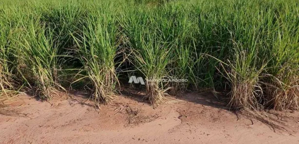 Fazenda / Sítio / Chácara com 3 Quartos à venda, 500m² no Monte Azul Paulista, Monte Azul Paulista