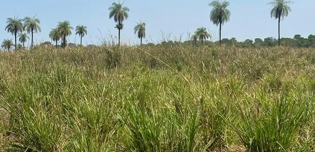 Fazenda / Sítio / Chácara à venda, 136m² no Setor Central, Cristalândia
