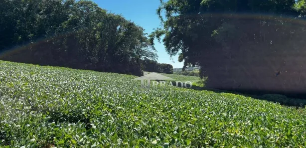 Fazenda / Sítio / Chácara à venda, 188518m² no Seção Timbori, Uraí