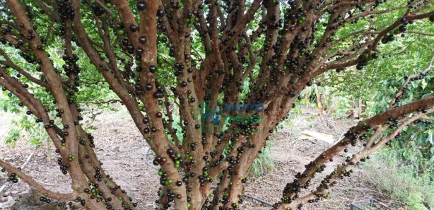 Fazenda / Sítio / Chácara com 3 Quartos à venda, 6m² no Jardim Porangaba, Águas de São Pedro