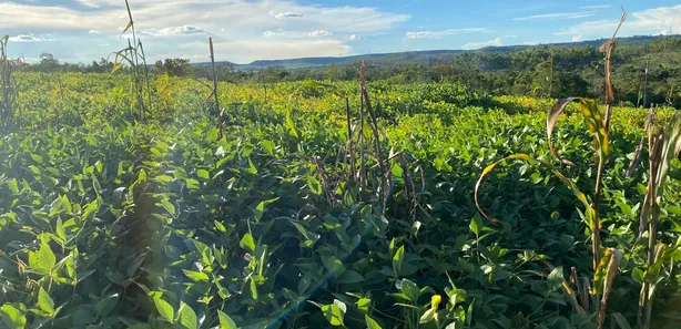Fazenda / Sítio / Chácara com 2 Quartos à venda, 70000m² no , Brasília