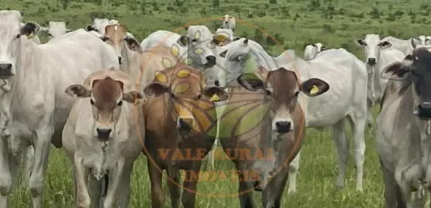 Fazenda / Sítio / Chácara com 3 Quartos à venda, 800m² no Bela Vista, Paraíso do Tocantins