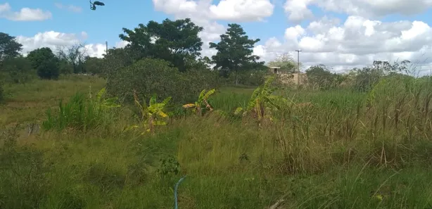 Fazenda / Sítio / Chácara com 4 Quartos à venda, 20000m² no , Feira Nova