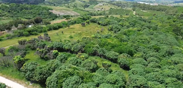 Fazenda / Sítio / Chácara à venda, 140000m² no , Chã Grande