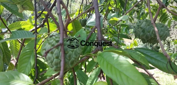 Fazenda / Sítio / Chácara com 5 Quartos à venda, 16000m² no , São Joaquim de Bicas