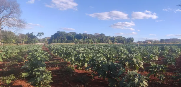 Fazenda / Sítio / Chácara com 3 Quartos à venda, 50300m² no , Brasília